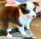 Prod�m roztomil� �t��ata australsk�ho ov��ka