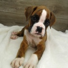 Prod�m �t��ata n�meck�ho boxera.