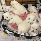 Prod�m mini �t��ata West Highland White Terriers