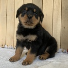 Prod�m �t��ata rotvajlera o�kovan� a od�erven�