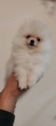 MINI pomeranian �t��ata