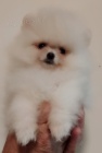 MINI pomeranian �t��ata