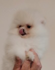 MINI pomeranian �t��ata