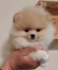 MINI pomeranian �t��ata