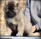 Kavkazsk� ov��k KR�SN� �t���tka