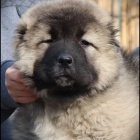 Kavkazsk� ov��k KR�SN� �t���tka