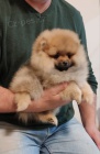 pomeranian �t��ata TOP kvalita