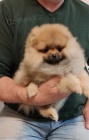 pomeranian �t��ata TOP kvalita