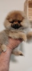 pomeranian �t��ata TOP kvalita