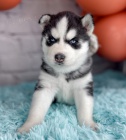 Prod�m rozko�n� �t���tka sibi�sk�ho huskyho s kr�sn�ma modr�ma o�ima.