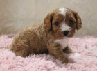 Prod�m o�kovan� a od�erven� �t��ata Cavapoo mini.