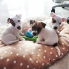 Prod�m �t��ata jack russell.