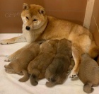 Prod�m roztomil�, o�kovan� a od�erven� �t���tka shiba inu.