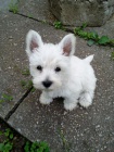 Prod�m mini �t��ata West Highland White Terriers