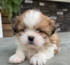 Prod�m �t��ata SHIH TZU
