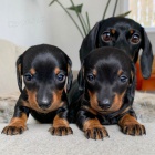 Miniaturn� kr�tkosrst� o�kovan� a od�erven� �t��ata jezev��ka