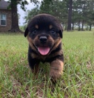 Prod�m roztomil� a kr�sn� miniaturn� �t���tka rotvajlera.