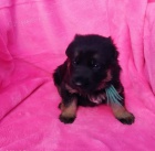 N�meck� ov��k �t��ata s PP