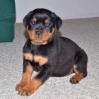 Prod�m roztomil� a kr�sn� miniaturn� �t���tka rotvajlera.