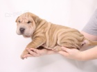 Shar-pei o�kovan� �t��ata k adopci (k dispozici �t��ata feny a samci).