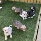 Prod�m ZDRAV�, O�KOVAN� a od�erven� �t��ata mini fenek a mal�ch kn�ra��.