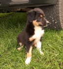 Prod�m �t��ata border kolie