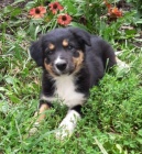 Prod�m �t��ata border kolie