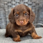 Prod�m zdrav� �t��ata dlouhosrst�ch jezev��k�