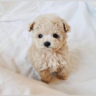 mini toy �t��ata pudla k adopci.