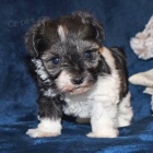 Prod�m �t��ata mal�ho kn�ra�e.