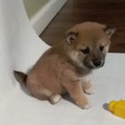 Prod�m miniaturn� �t��ata shiba inu