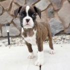 Prod�m �t��ata mini boxera.