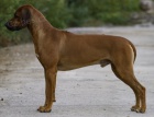Rhod�sk� ridgeback - �t���tka s PP prod�m