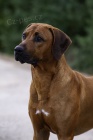 Rhod�sk� ridgeback - �t���tka s PP prod�m