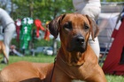 Rhod�sk� ridgeback - �t���tka s PP prod�m