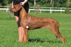Rhod�sk� ridgeback - �t���tka s PP prod�m