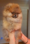 Pomeranian Spitz BOO �t��ata, Pomeranian, Pomeranian bears