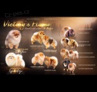 Pomeranian Spitz BOO �t��ata, Pomeranian, Pomeranian bears