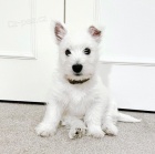 Prod�m �t��ata West Highland teri�ra