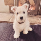 Prod�m �t��ata West Highland teri�ra