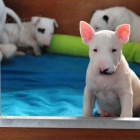 Prod�m mini �t��ata anglick�ho bulteri�ra.