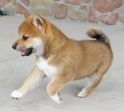 Prod�m roztomil� �t���tka shiba inu