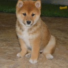Prod�m roztomil� �t���tka shiba inu