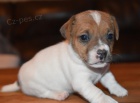 Prod�m zdrav� �t��ata jack russella.