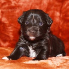 Prod�m ZDRAV�, O�KOVAN� a od�erven� mini �t��ata mal�ch kn�ra�� a mal�ch kn�ra��.