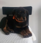 Prod�m roztomil� a kr�sn� miniaturn� �t���tka rotvajlera.