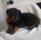 Prod�m roztomil� a kr�sn� miniaturn� �t���tka rotvajlera.