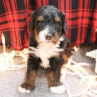 Prod�m zdrav� a o�kovan� �t��ata mini hra�ek Bernedoodle.