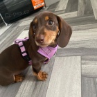 Prod�m zdrav� a o�kovan� mini �t��ata jezev��ka kr�l�ka KR�TKOSRST� velikosti.