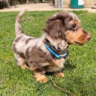 Kr�sn� dlouhosrst� miniaturn� �t��ata jezev��ka k dispozici a p�ipravena k prodeji. Pouze pro v�n� osoby.